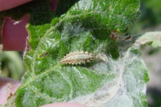 Lacewing larvae.